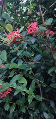 Ixora coccinea
