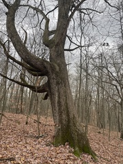 Quercus alba
