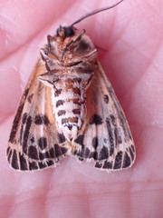 Apantesis virguncula