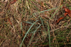 Cymbopogon refractus