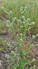 Pterocaulon redolens