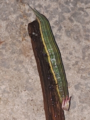 Opsiphanes