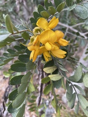 Sophora chrysophylla
