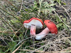 Russula rhodocephala