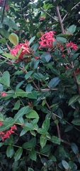 Ixora coccinea