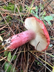 Russula rhodocephala