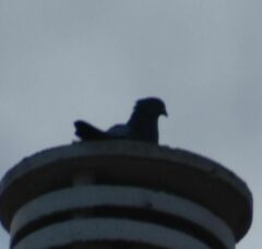 Columba livia domestica