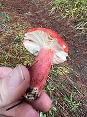 Russula rhodocephala