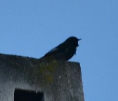 Phoenicurus ochruros