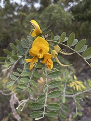 Sophora chrysophylla