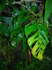 Monstera