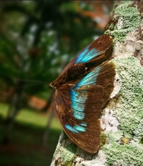 Archaeoprepona demophon