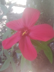 Abelmoschus moschatus