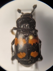 Nicrophorus defodiens