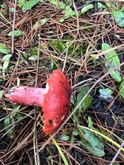Russula rhodocephala