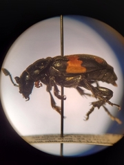 Nicrophorus defodiens