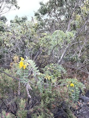 Sophora chrysophylla