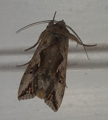 Autoplusia gammoides