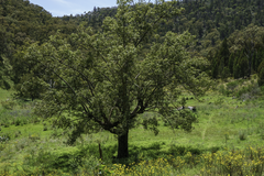 Brachychiton populneus