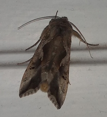 Autoplusia gammoides