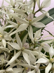 Prosthechea sima