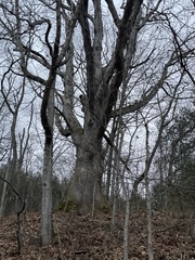 Quercus alba