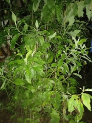 Salix cinerea