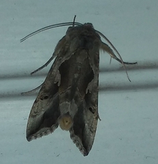 Autoplusia gammoides