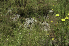 Antirrhineae