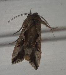 Autoplusia gammoides