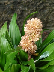 Dracaena fragrans compacta