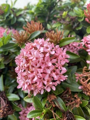 Ixora coccinea
