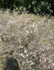 Torilis arvensis