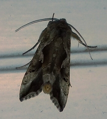 Autoplusia gammoides