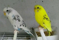 Melopsittacus