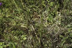 Antirrhineae