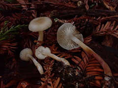Clitocybe