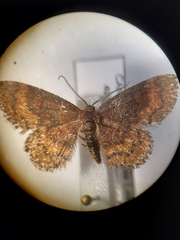 Leptostales rubromarginaria