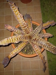 Cryptanthus