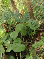Monstera