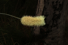 Xanthorrhoea macronema
