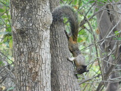 Sciurus stramineus