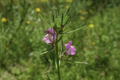 Misopates