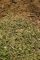 Lithophila muscoides