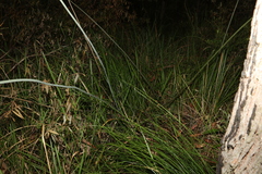 Xanthorrhoea macronema