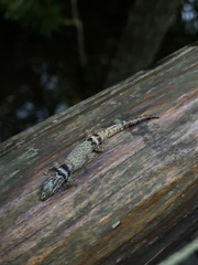 Sphaerodactylus glaucus