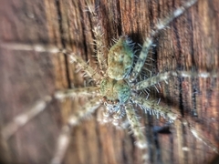 Pandercetes