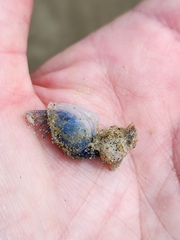 Dosima fascicularis
