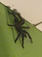 Avicularia avicularia