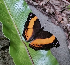 Yoma sabina